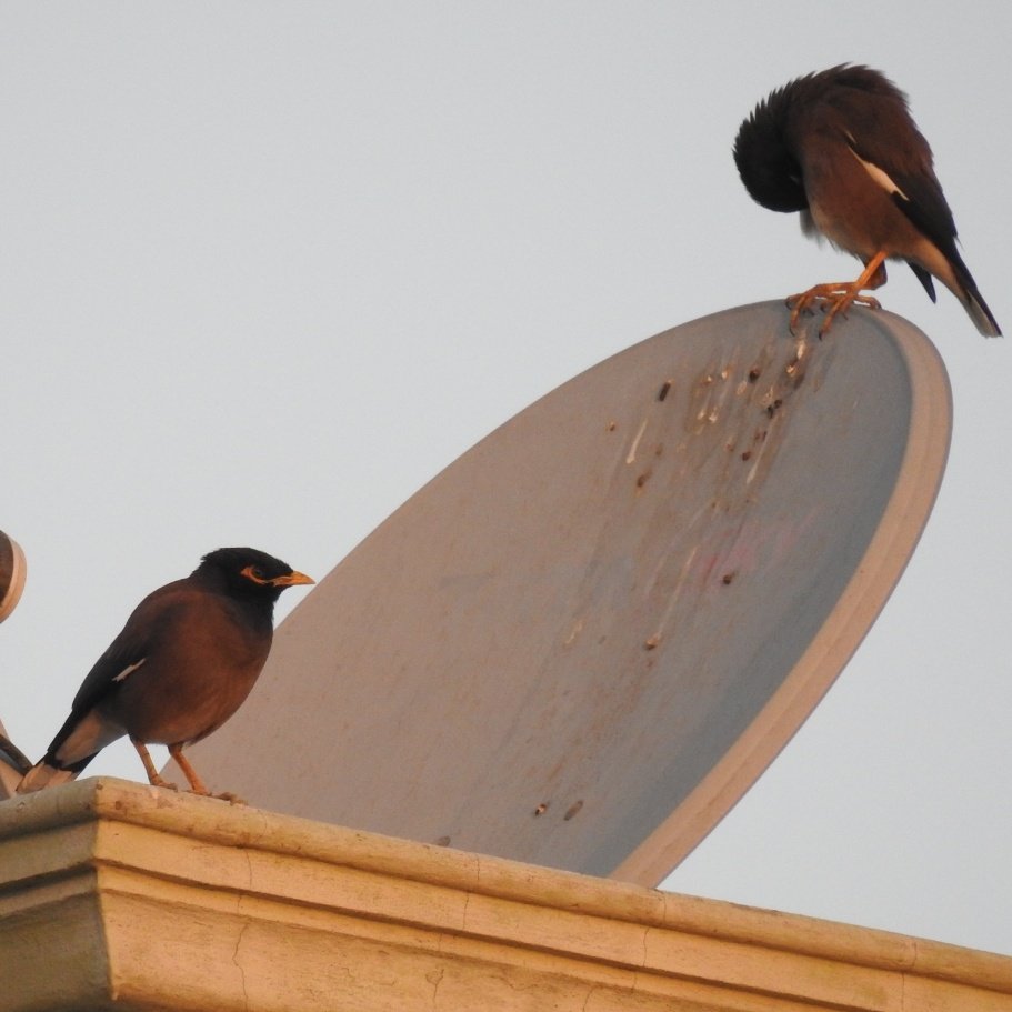 Pallavi00645896's tweet photo. Guarding our nest together!
#CommonMyna #myna #commonbirds #Bird #birdphotography #birding #IndiAves #BirdsSeenIn2021 #Avibase #NaturePhotography #nesting https://t.co/06SOm7tMYQ