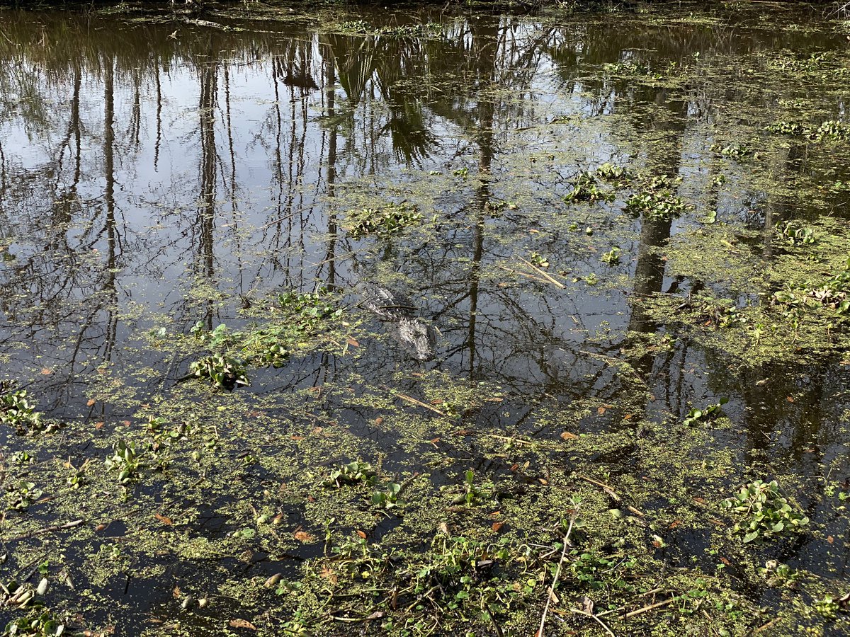 Leon Hays tweet media