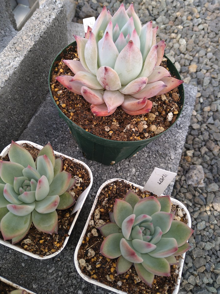 こはる 植え替え時期ですね エケベリアの女王 カンテさま 白粉の子 綺麗なんだけど水やり管理上手に出来ずに大きくならず葉がカリカリになる カンテ交配種は花の培養土にしてみた コロラータ ブランデティ リンゼアナも配合土で植え替え アクタラを