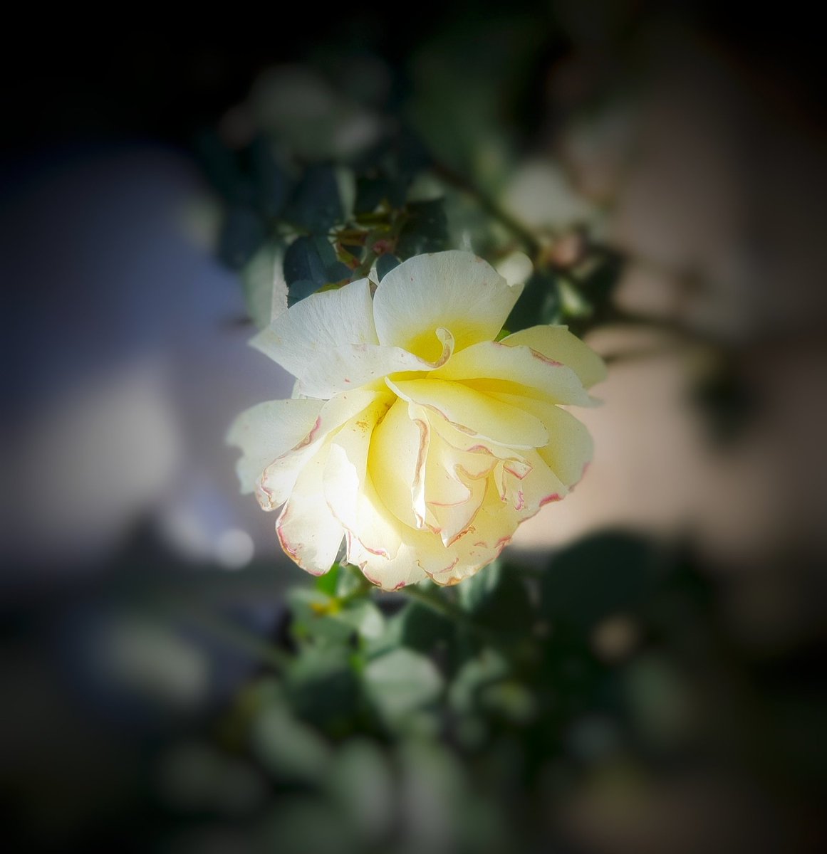 Autumn39274141's tweet photo. Rose rose I love you
#HappySunday #rose #Rosesoloiscoming https://t.co/8rhJuDLg8F