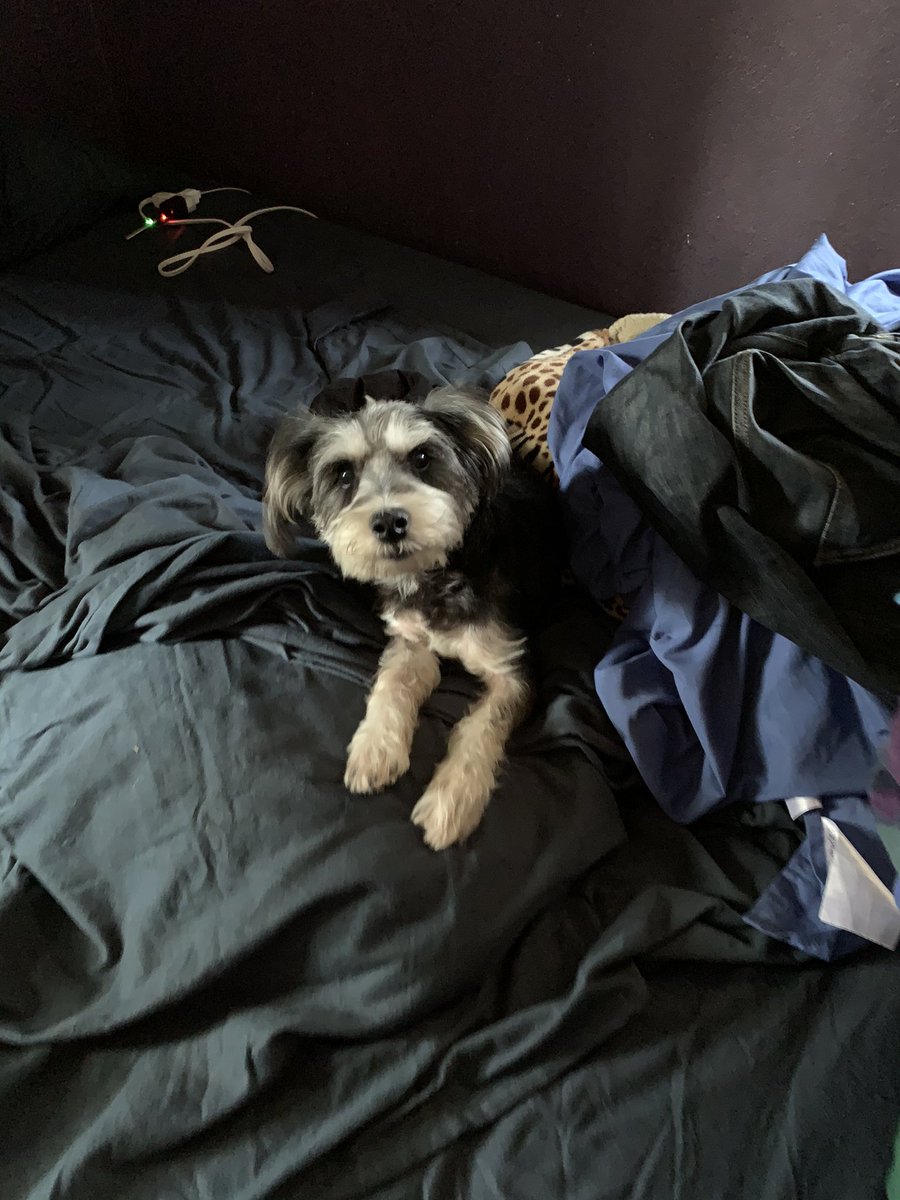 TommyToast_'s tweet photo. I miss you, baby boy. ❤️ https://t.co/KfWTdgdvJz