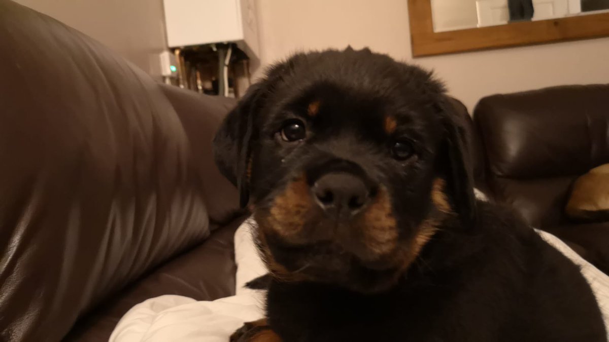 khgalea's tweet photo. Velociraptor update:
Got stuck in the cap flap (clearly grown in a week)
Wide awake at 2.30am
#Ellbo has allowed him to sleep with her now and they are playing nicely (depending on your definition of ‘nicely’ 😆) #teacher5oclockclub #BertieBear #rottiepuppy #dogsoftwitter https://t.co/bNbBHVMJbg