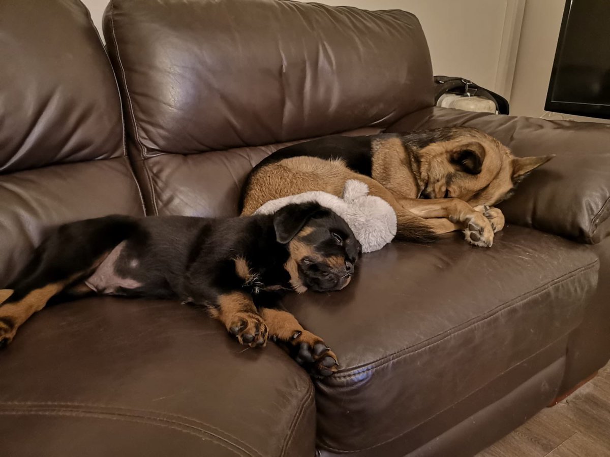khgalea's tweet photo. Velociraptor update:
Got stuck in the cap flap (clearly grown in a week)
Wide awake at 2.30am
#Ellbo has allowed him to sleep with her now and they are playing nicely (depending on your definition of ‘nicely’ 😆) #teacher5oclockclub #BertieBear #rottiepuppy #dogsoftwitter https://t.co/bNbBHVMJbg