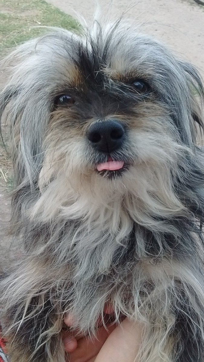 FaacundoJoel's tweet photo. @Florsibatti Que dicennn, perro o perra? 😋 https://t.co/Fm2vlizZQi