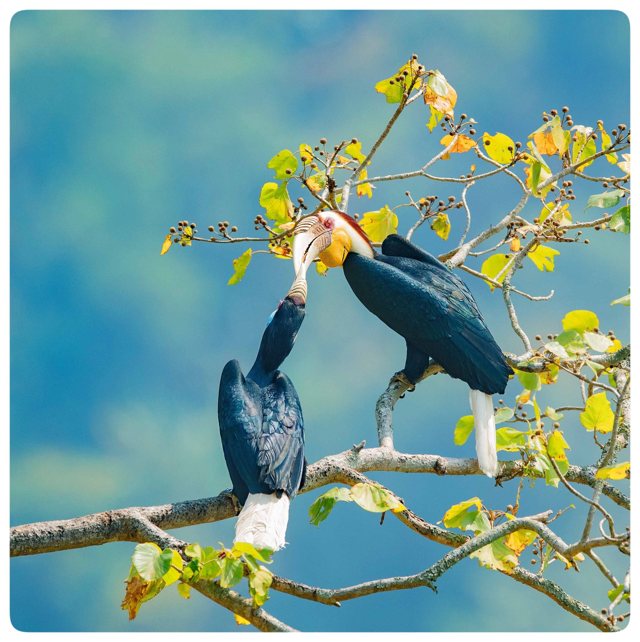 Wilton Xie 花冠皱盔犀鸟 英文名 Wreathed Hornbill 学名 Rhyticeros Undulatus T Co Obaptcbfbr Twitter