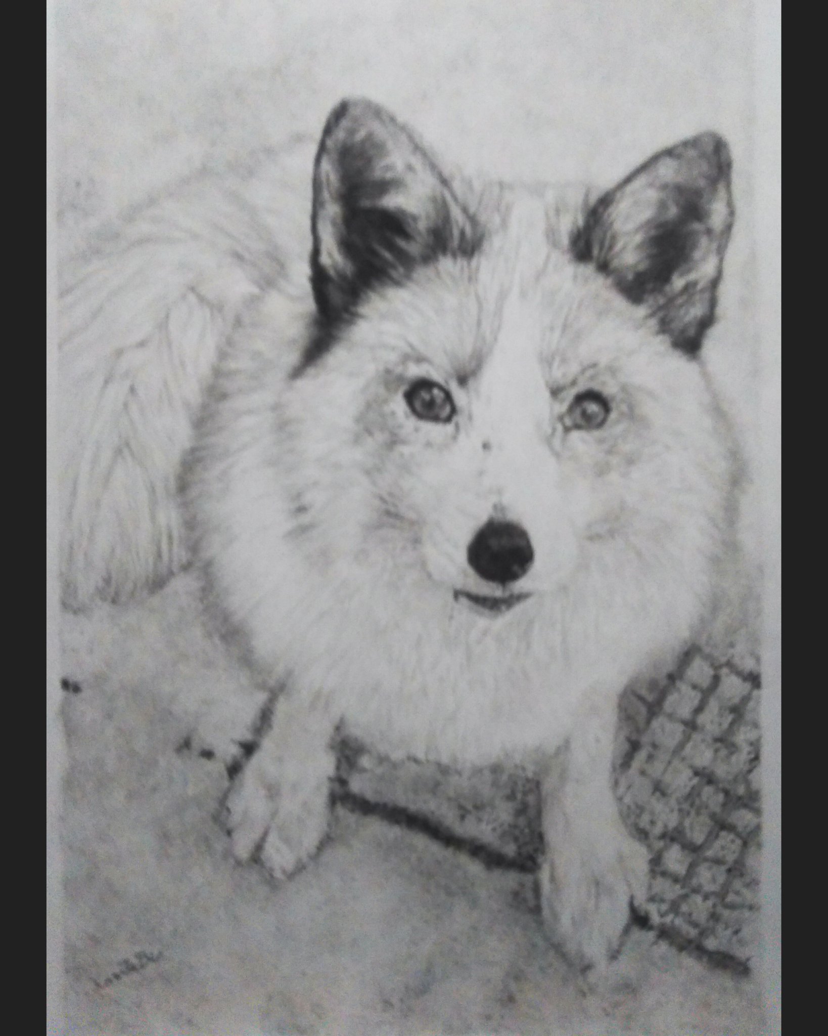 カンタビ ようやく完成しました プラチナカラーの美しい 毛色 毛並みをまとった プラチナキツネちゃんを鉛筆で 描いてみました プラチナキツネ 鉛筆画 動物画 Pencildrawing 絵描きさんと繋がりたい 蔵王キツネ村 T Co Ixp4urecjc Twitter