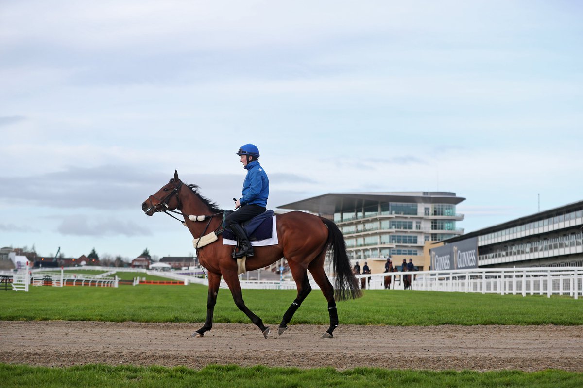 AtTheRaces's tweet photo. Honeysuckle has arrived at Cheltenham! 😍 https://t.co/KT60kFQNhf