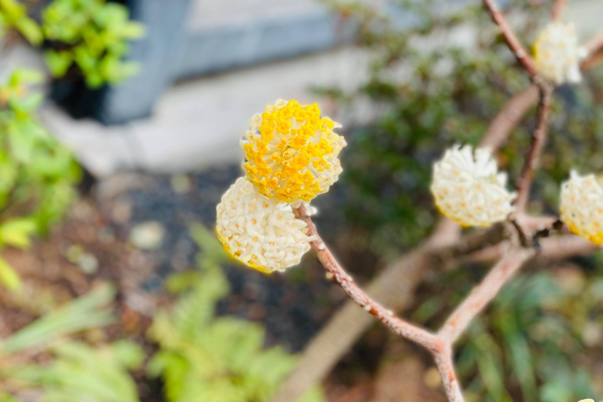 公式 Fumumu フムム 春の花木 ミツマタが開花していました 枝が3つに分枝していることからこの名前が付けられています ミツマタ 花が好き