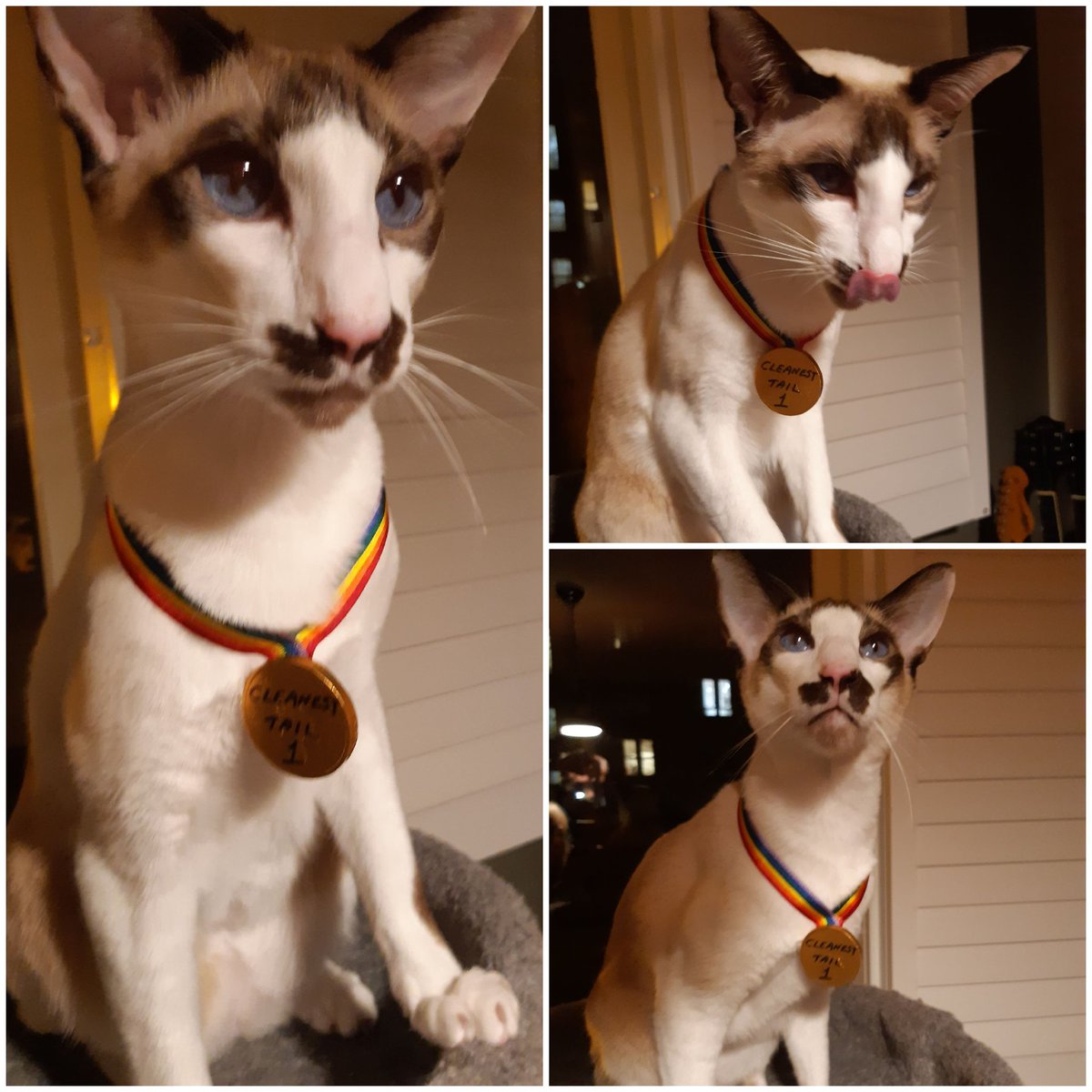 johnstf's tweet image. We&apos;re so very sad to tell our furiends that suddenly and very unexpectedly we had to say goodbye to our beautiful Groucho. The vet suspects a heart condition, they did everything they could. In his 3 short years he was an absolute joy to us. We loved him so much. Groucho RIP 🌈