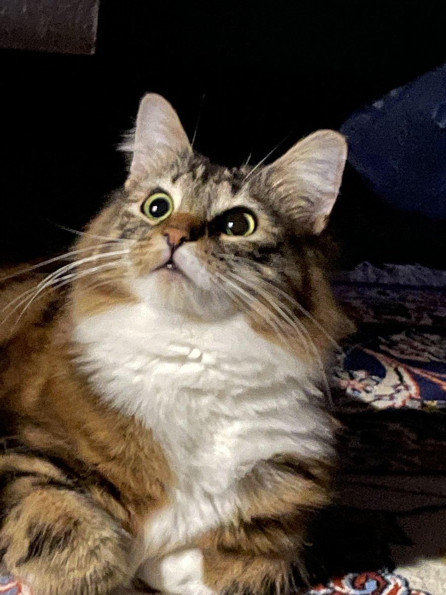 Polta メインクーン猫垢 そりゃぁー小さな天使は可愛いけれど ラムちゃんの美人ぶりは別格です 優しい性格が顔に出てるね メインクーン 姉弟猫 美人猫 猫のいる暮らし Polta メインクーン猫垢 そりゃぁー小さな天使は可愛いけれど ラムちゃんの美人ぶりは別格です 優しい性格が顔に出てるね メインクーン 姉弟猫 美人猫 猫のいる暮らし