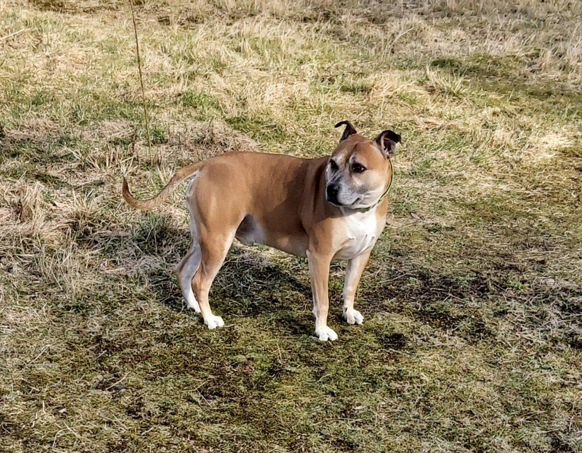 Happy wee dude this morning 🐕☀️
#outandabout
#happydog