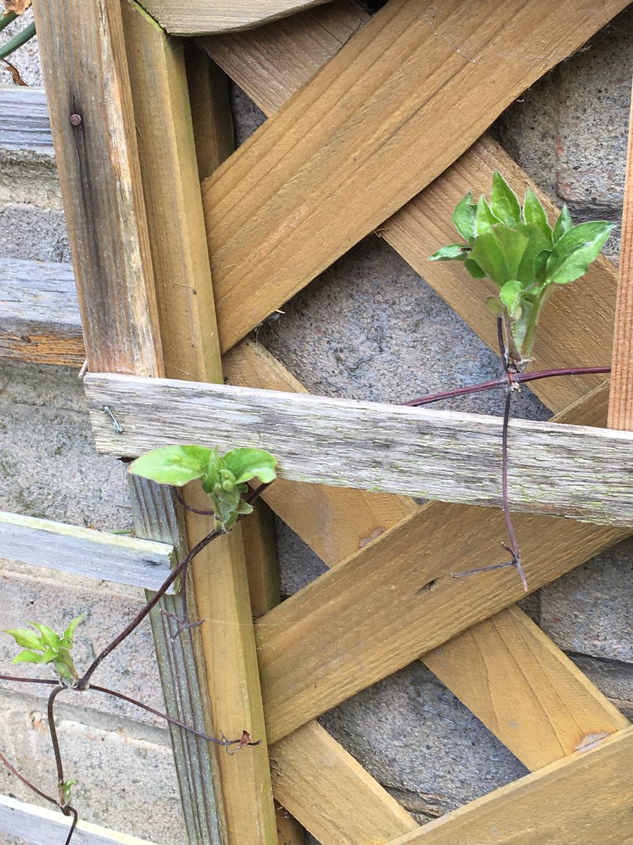 Jan_Lentzos's tweet photo. #SixOnSaturday #InMyGarden #SignsOfSpring #ClematisPlant #NewLeaves #ClematisBeesJubilee #Daffodil #ByMyFrontDoor #LookingUp #LeafBuds #HawthornTree #NewGrowth #InOurGarden #Mahonia #BeginningToFlower #Cotoneaster #BareBranches #RedBerries #OurGarden #BeeFriendly #WildlifeGarden https://t.co/s0BltS4iez