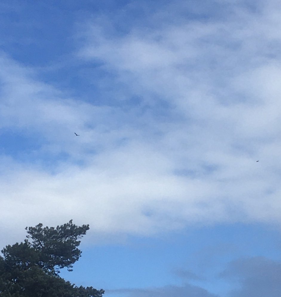 5 raven in de thermiek