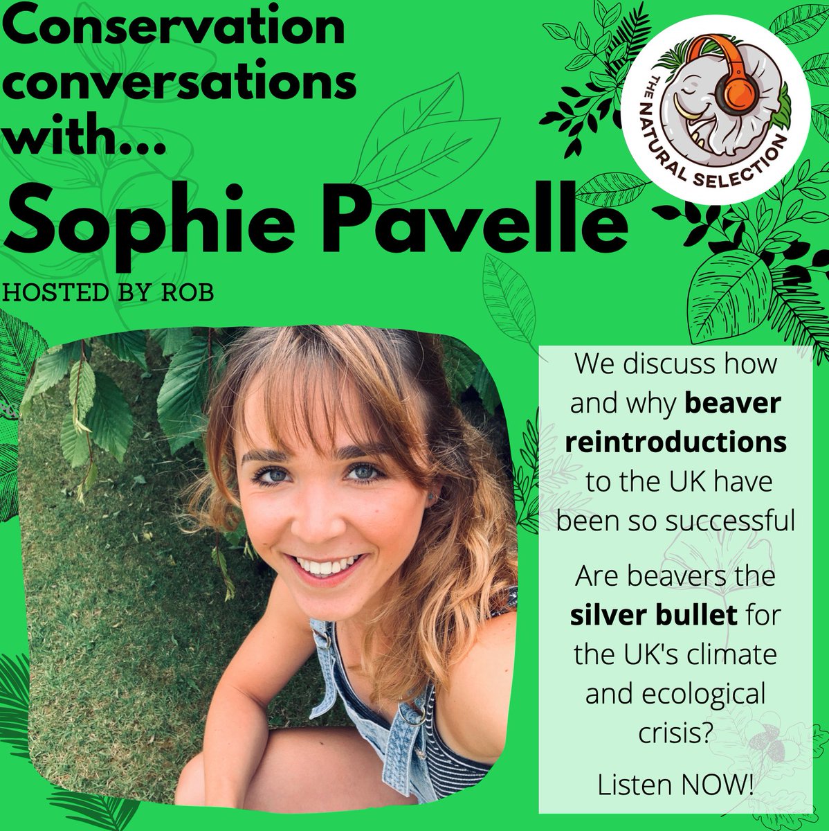 Natural Selection (@uoepodcast) on Twitter photo 🚨NEW EPISODE🚨
In our latest podcast we talk to <a href="/sophiepavs/">Sophie Pavelle</a> about Eurasian beaver reintroduction to Britain. Hear the story of beavers in Britain so far and the importance of collaboration.🦫
Tune in, enjoy and join the #beaverbelievers
Stream now linktr.ee/thenaturalsele… 🚨NEW EPISODE🚨
In our latest podcast we talk to <a href="/sophiepavs/">Sophie Pavelle</a> about Eurasian beaver reintroduction to Britain. Hear the story of beavers in Britain so far and the importance of collaboration.🦫
Tune in, enjoy and join the #beaverbelievers
Stream now linktr.ee/thenaturalsele…