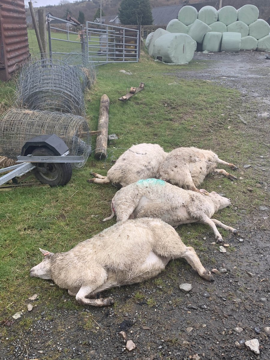 NWPRuralCrime's tweet photo. This is the direct result of somebody fly tipping  garden clippings into a field of sheep! A lot of garden plants are highly toxic to animals and due to this selfish act 9 heavily pregnant ewes have suffered a horrendous death leaving the framer heartbroken. https://t.co/sPodNAASwe
