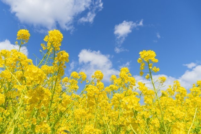 Twitter初心者です。よろしくお願いします。❗    河川敷が菜の花で包まれ始めました。今日、学生がトランペットの練習を始めましたが、音が外れたり、春風で、楽譜がめくれる度に、止まったり。それでも、メロディーは風と一緒に流れて街へ。うららかな春の１日でした。#春のスケッチ