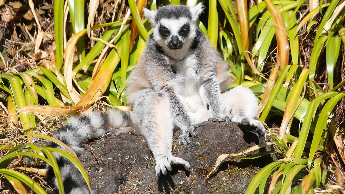 湯たんぽ代わり