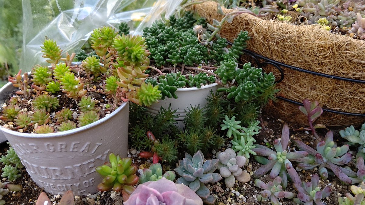 666vanilla 花壇や雨ざらしプランターの多肉達 3枚目の子持ち蓮華は 休眠する事なく越冬した姿で紅葉してます みなさんの所と違いますね 多肉植物 セダム 寄せ植え