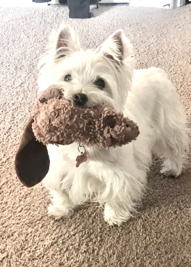OUR BEAVS ARE PAC12 CHAMPS 🦫#bennysbuddies #GoBeavs #westie #westhighlandterrier #dogsoftwitter #zeus