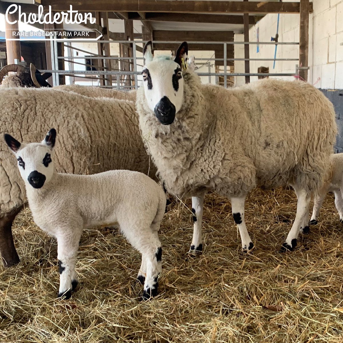 CholdertonRBF's tweet photo. Wishing all of you a very Happy Motherβs Day to all of the amazing mums out there!
@RBSTrarebreeds
#mummysheep #FarmLife #mummyewe #mumsheep #sheepmum #kerryhill #kerryhillsheep #kerryhilllambs #springhasspring #newbornlambs #mothers #mothersday2021 #happymothersday #mothersday https://t.co/MTYCMF6mF1