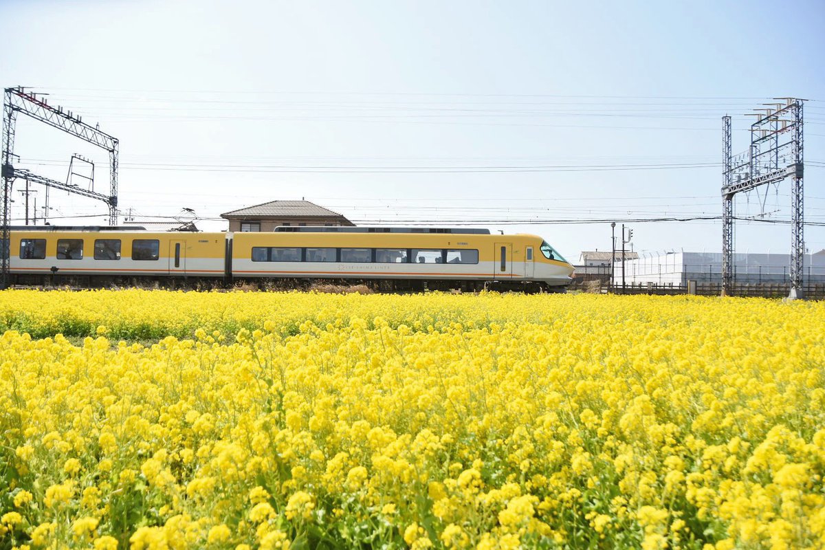 菜の花畑を走る近鉄電車 🚃
#斎宮 #電車 #近鉄 #菜の花