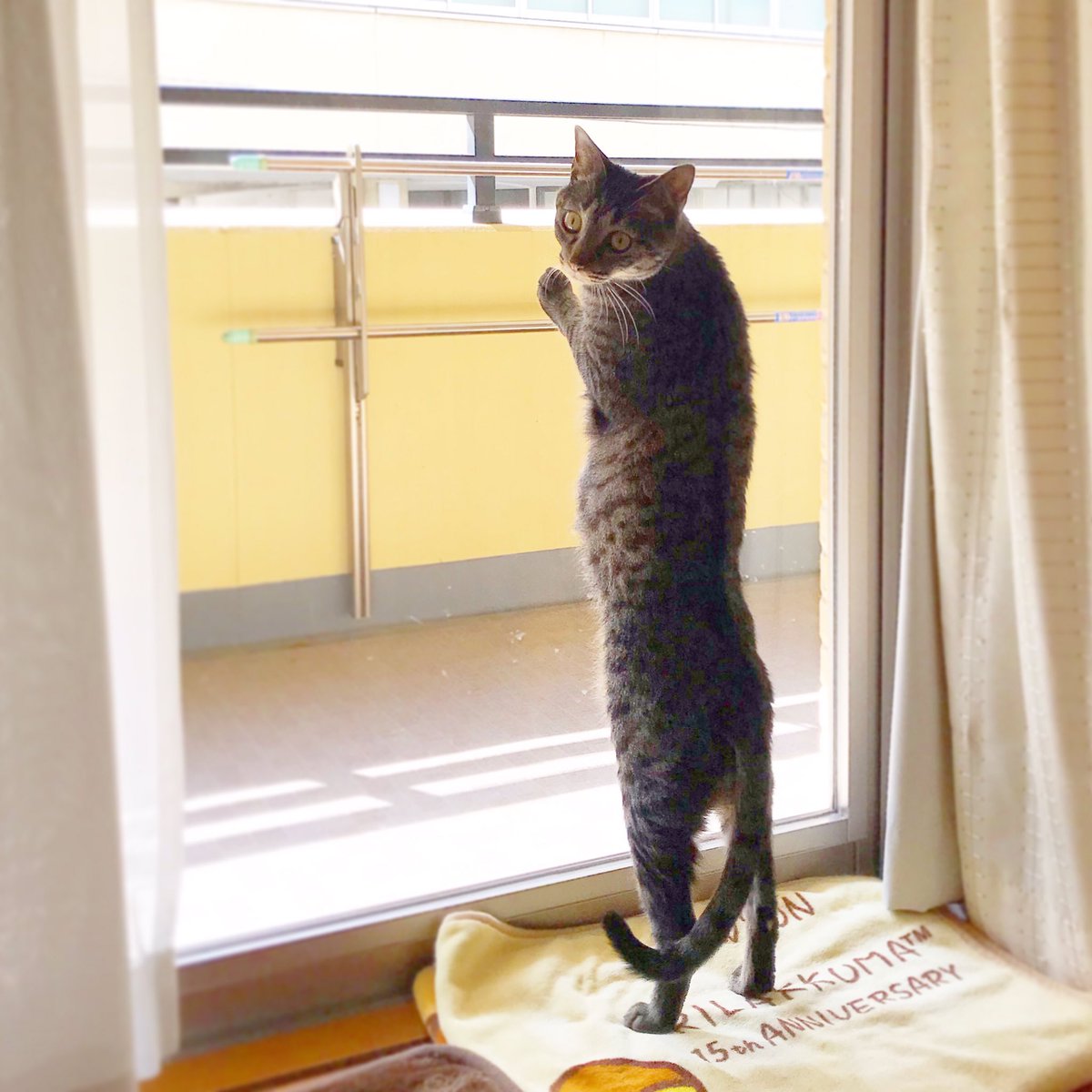 胴長猫