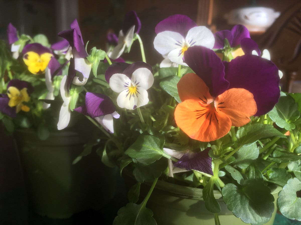 For Mother’s and all who mother. Happy Mothering Sunday 💜.
#MothersDay #MotheringSunday 
#Motherworld