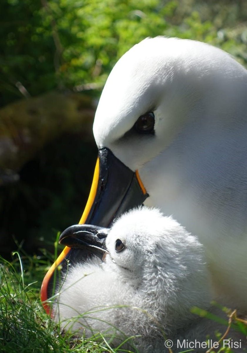 GoughIsland's tweet image. Happy Mother's Day! May it be a fluff-filled one! ❤️