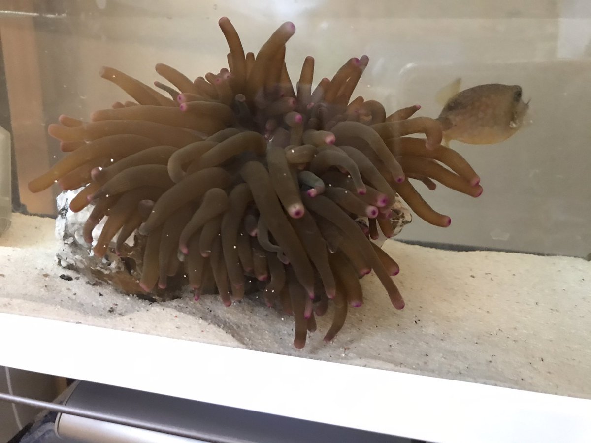 鈴江 港で疑似餌に引っ掛けてしまったイソギンチャク イソギンチャクってそんなに簡単に剥がれるの と せっかくなので自宅の海水水槽へ ピンポン玉ぐらいだったのに 数時間後には握りこぶし大に大きくなったり ピンク色になったり なんだこりゃ 鈴江 港で疑似餌に引っ掛けてしまったイソギンチャク イソギンチャクってそんなに簡単に剥がれるの と せっかくなので自宅の海水水槽へ ピンポン玉ぐらいだったのに 数時間後には握りこぶし大に大きくなったり ピンク色になったり なんだこりゃ