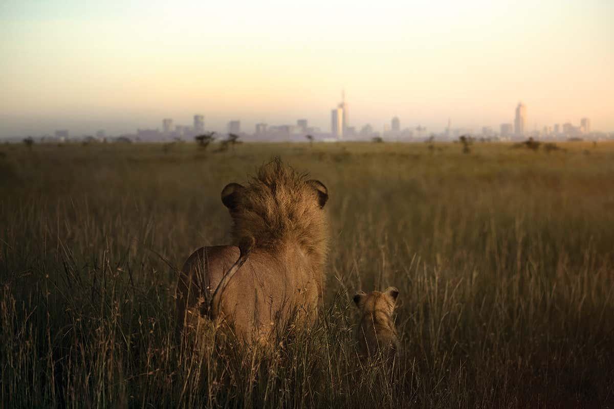 newscientist's tweet photo. Powerful photos of African lions highlight their precarious future https://t.co/OsJiFT6NjI https://t.co/kMnd2GGzL4
