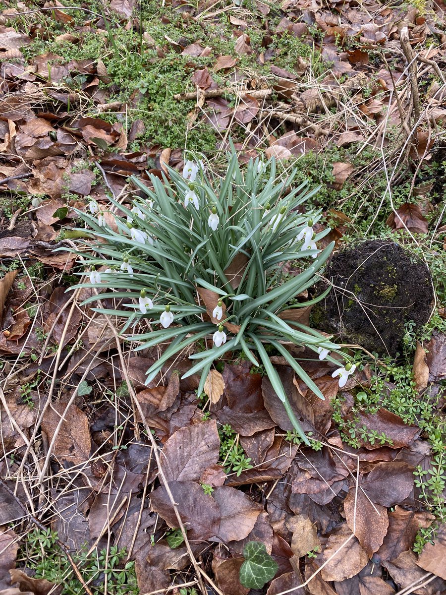 Heute morgen beim spazieren gehen entdeckt, die ersten Blumen, der Frühling sagt sich an.