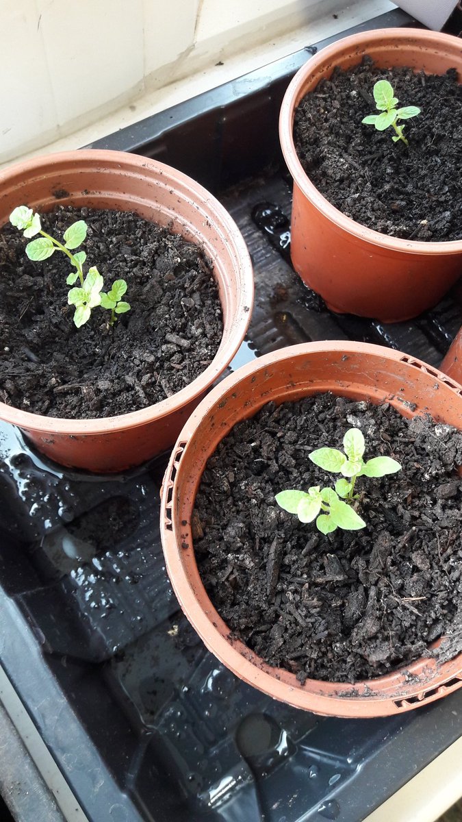 AtManorfield's tweet photo. The mint root cuttings taken and planted by Year 5/6 are coming on. These will be used by the children in our @KitchenTeaching and to add extra herby nutrition to our school lunches. Mint can relieve stomach gripes, indigestion and headaches. It's lovely in a tea. @ManorfieldPri https://t.co/RqkA1BYz0Z