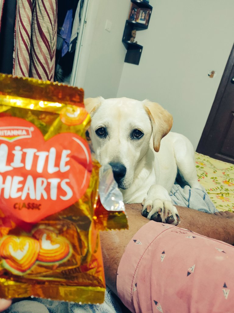 My Heart wants some little hearts ❤️ 
<a href="/humorandanimals/">Humor And Animals</a> #Tesla