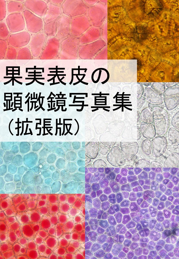 植物顕微鏡写真(趣味) (@plantbymicro) / Twitter