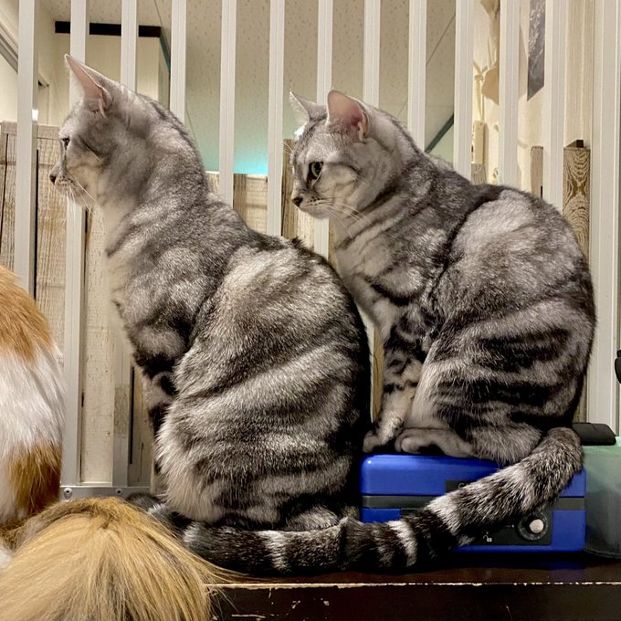 猫カフェラグドールあられのtwitterイラスト検索結果