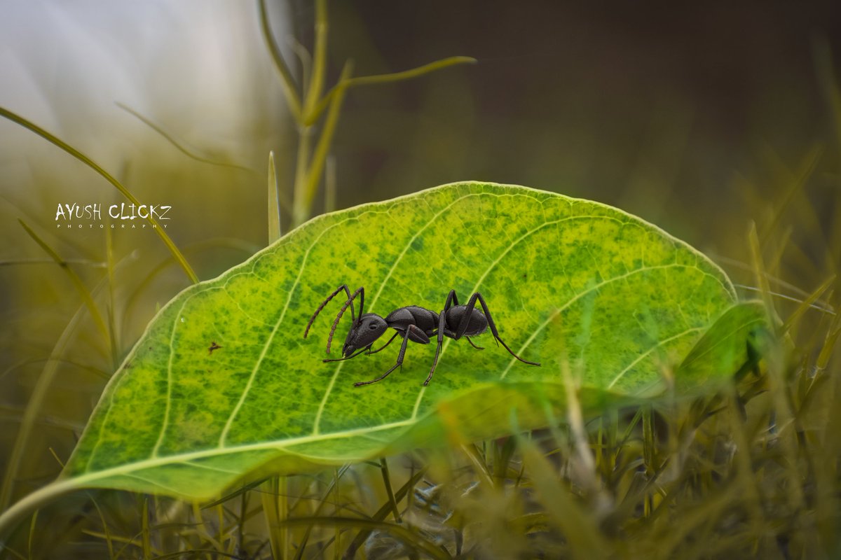 Ayush Kumar Sahu🇮🇳 (@ayushkumar_036) on Twitter photo #photographylovers #nikonphotography #macro #closeup #NaturePhotography #follow #like
Clicked by:- <a href="/ayushkumar_036/">Ayush Kumar Sahu🇮🇳</a> #photographylovers #nikonphotography #macro #closeup #NaturePhotography #follow #like
Clicked by:- <a href="/ayushkumar_036/">Ayush Kumar Sahu🇮🇳</a>