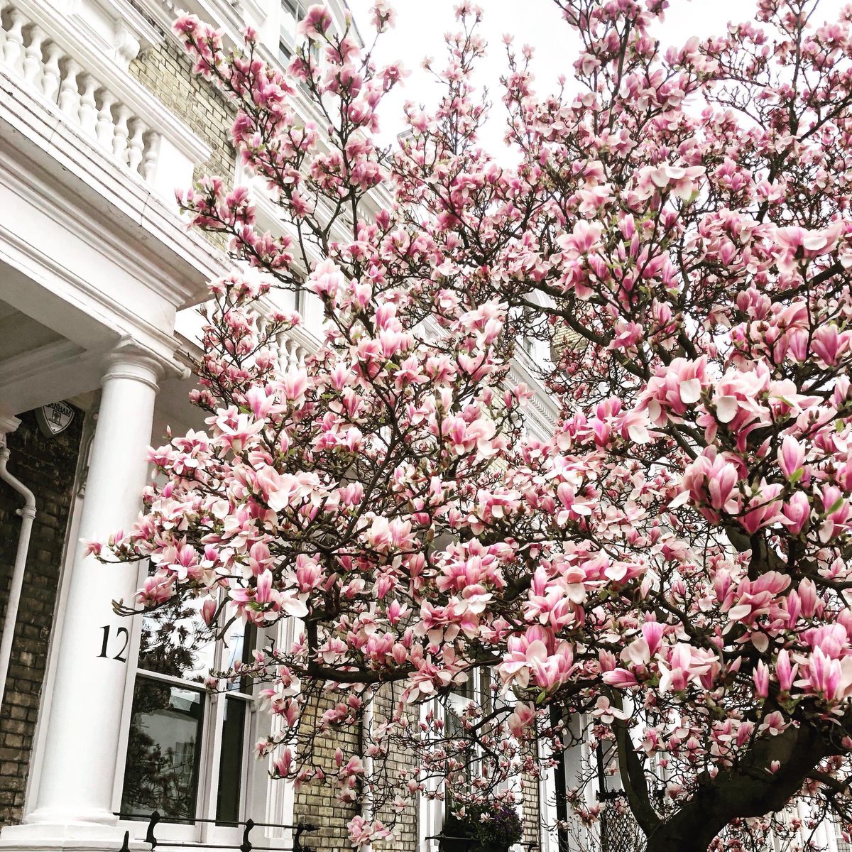 London is blossoming in Spring. 🌸 Good Morning!
.
.
.
.
.
.
.
.
.
#springinlondon #spring #blossom #blossoms #cherryblossom #london #studyinlondon #southkensington #morning #goodmorning #student #davidgame #davidgamecollege #pink #earth #naturalbeauty #studyinuk #alevel #gcse