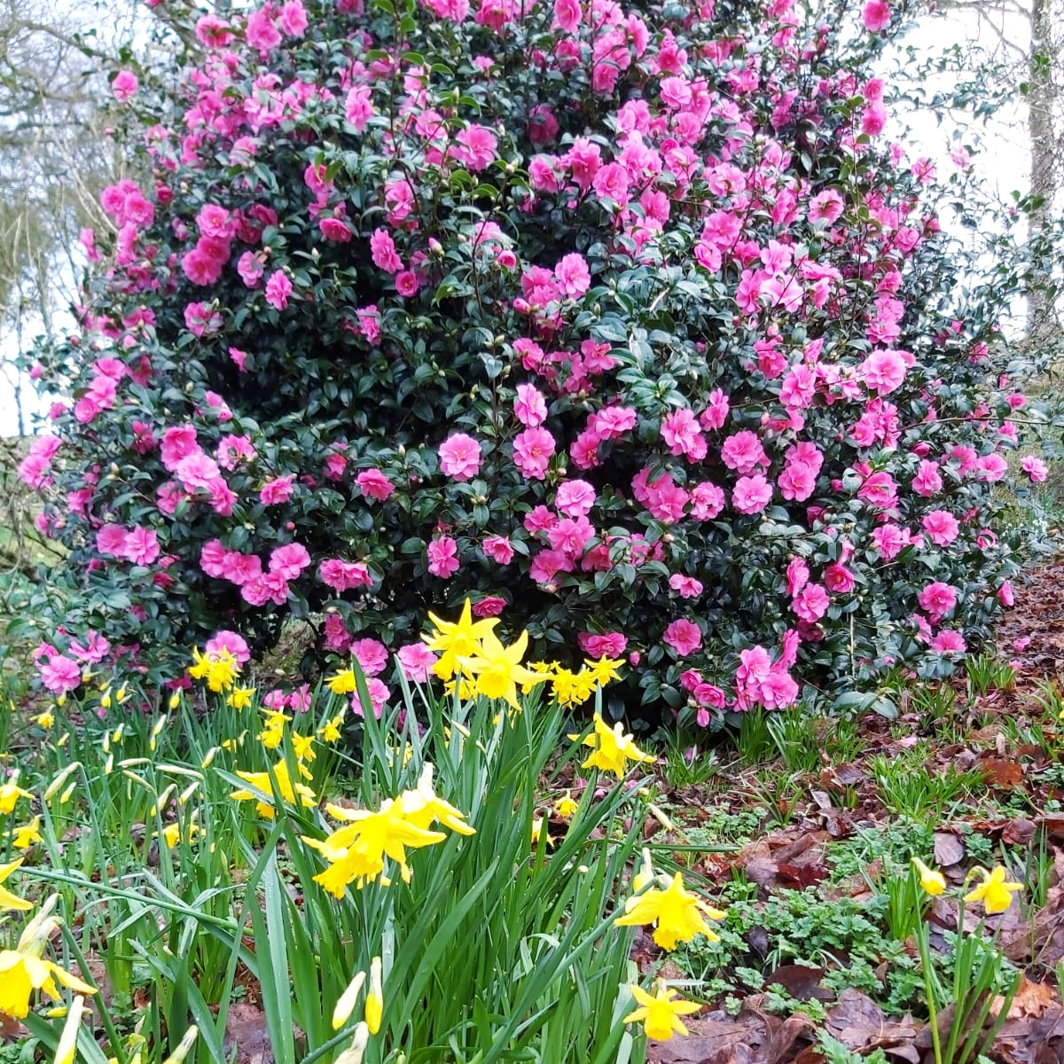 Castlehilldevon's tweet image. We hope you have a wonderful Mothering Sunday, filled with love, kindness and beautiful blooms of course!

#mothersday #motheringsunday #love #blooms #springflowers #daffadils #woodlandplants #springplants #devonwalks #castlehillgardens