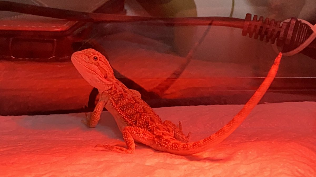 Hayaterain 動物大好きゲーマー V Twitter ブラックアウト東京にてフトアゴヒゲトカゲをお迎えしました 尾切の子でかなり安かったですが 全然気にならないです これからよろしくね 横で餌のゴキブリと格闘してる彼女をみてるのがおもろい お迎え ブラック