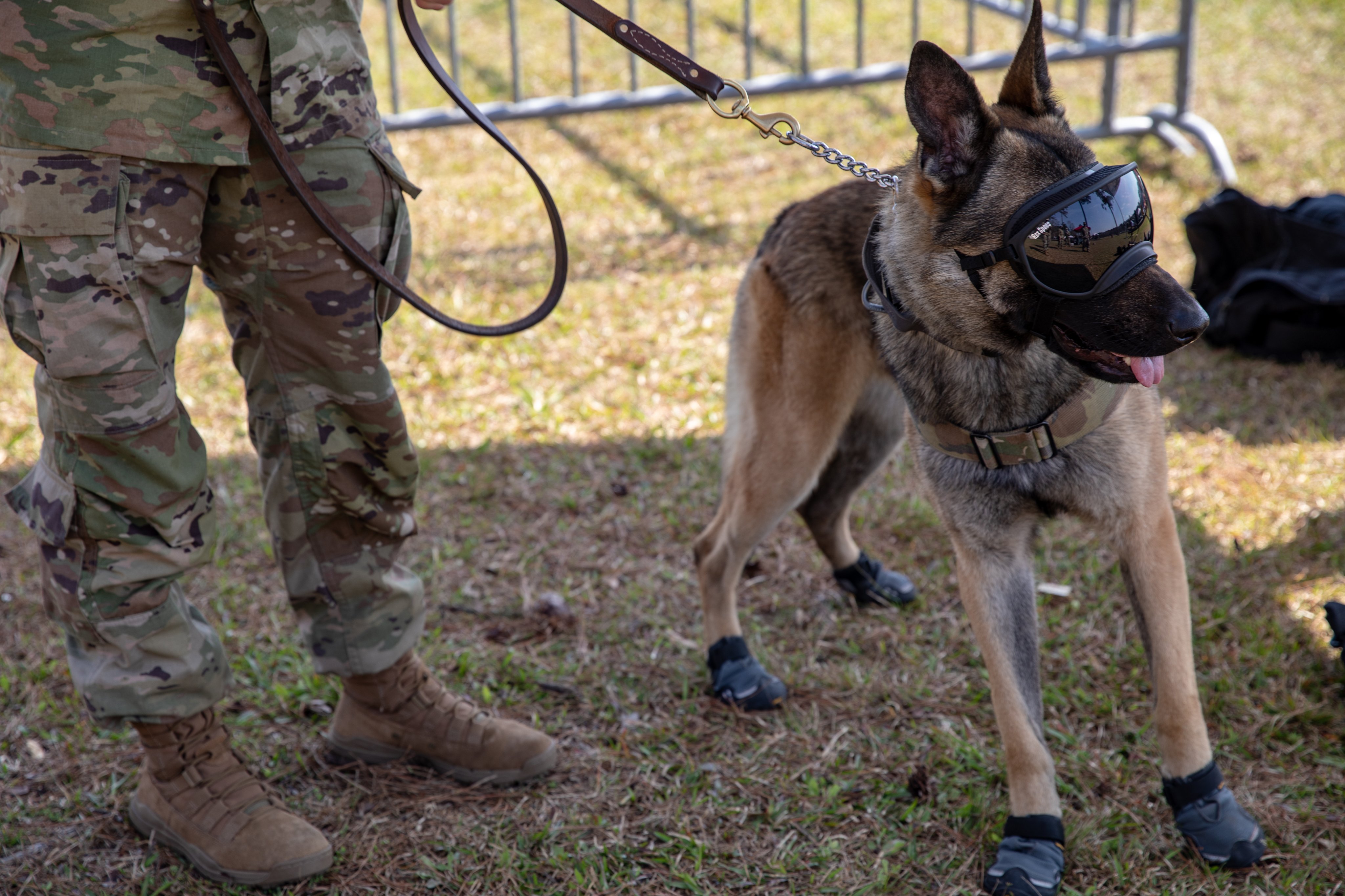Southwood T Co Fdlrgatp3t アメリカ国の犬がかっこいい靴とゴーグルをつけています T Co 2kchpuqjma Twitter
