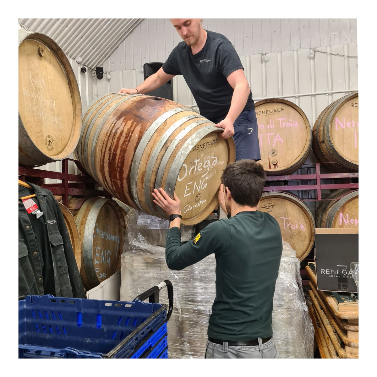 renegadeurbwine's tweet photo. Bottling season has started! Some fresher skin contact Gloucestershire grown Ortega being moved to tank to settle. Boom time. https://t.co/5xrt2QFYSw