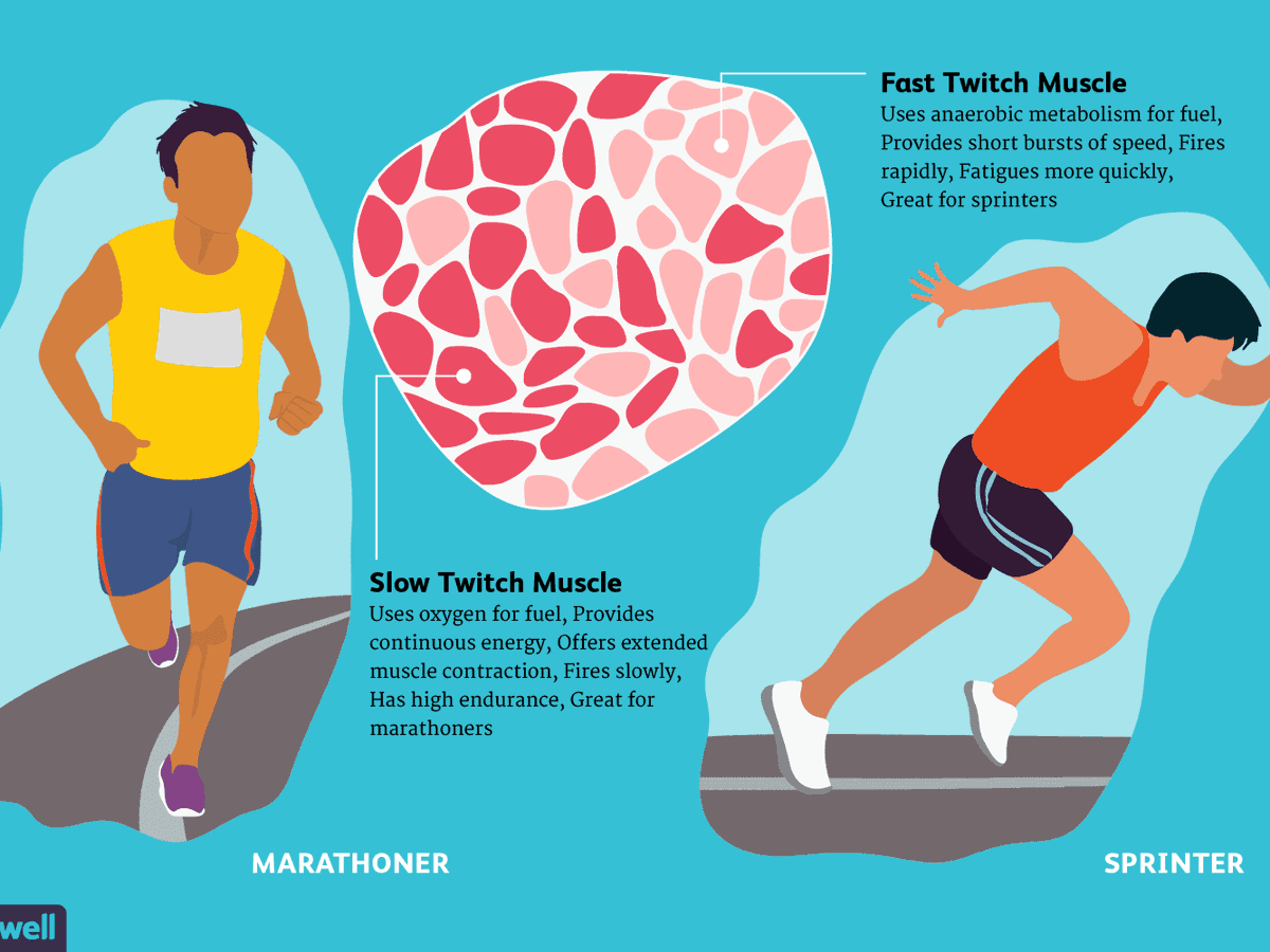 Medxuan's tweet photo. Before I jog! #Medfact: 

There are two types of muscle fibers! Fast twitch and slow twitch fibers! 
Fast twitch are red, and used for quick bursts of energy like pulling and pushing. 
Slow twitch are white, and are used for endurance. They help the fast twitch go on longer! https://t.co/jun8BLKQu4