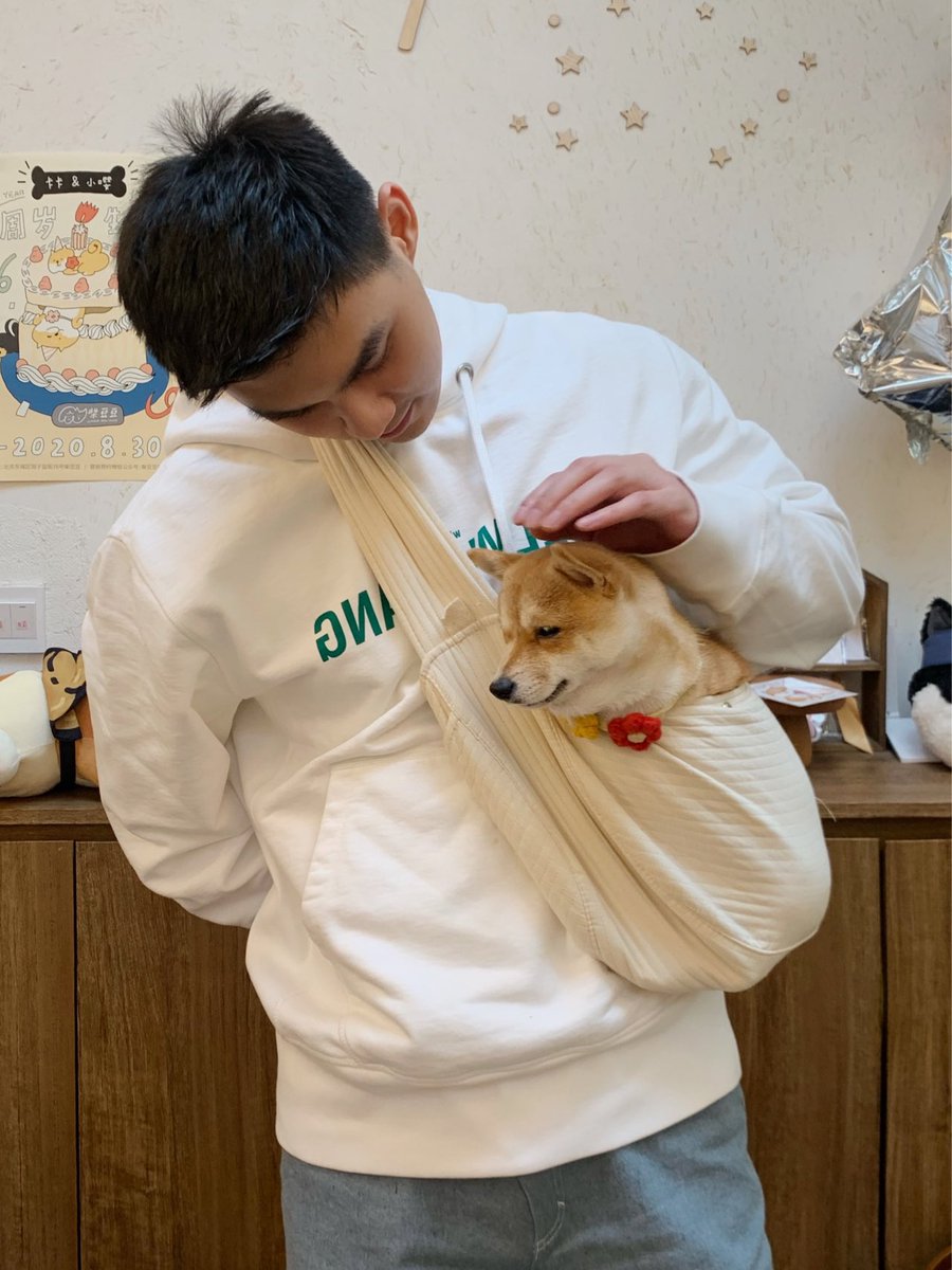 blue_waii's tweet photo. 探店|满屋豆柴的柴犬抱抱屋

周未去了国子监的柴豆豆，下午时分比较多人，需要排队，尽量提前预约。

💰入场费88🕙限时50分钟🥤含基础饮料

服务员会非常贴心的把🌚轮流送到你的手上，所以每一只都可以撸到，喜欢吐司和朱莉，上手就睡着，😂可能是一直营业太累 https://t.co/E9Y8BLpg2U