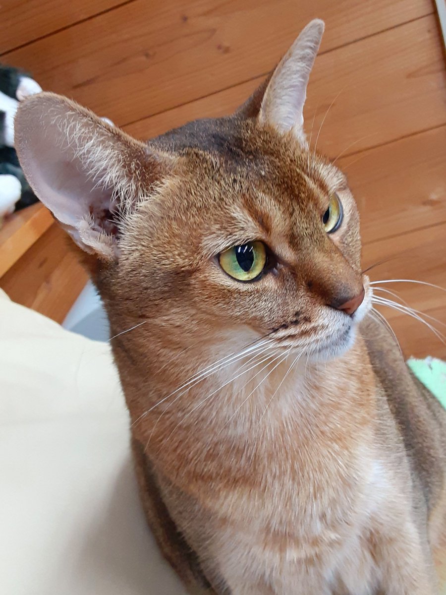 猫カフェちぐら Posts Matches Places Events And More Enjoy Edayfm 猫カフェちぐら Posts Matches Places Events And More Enjoy Edayfm