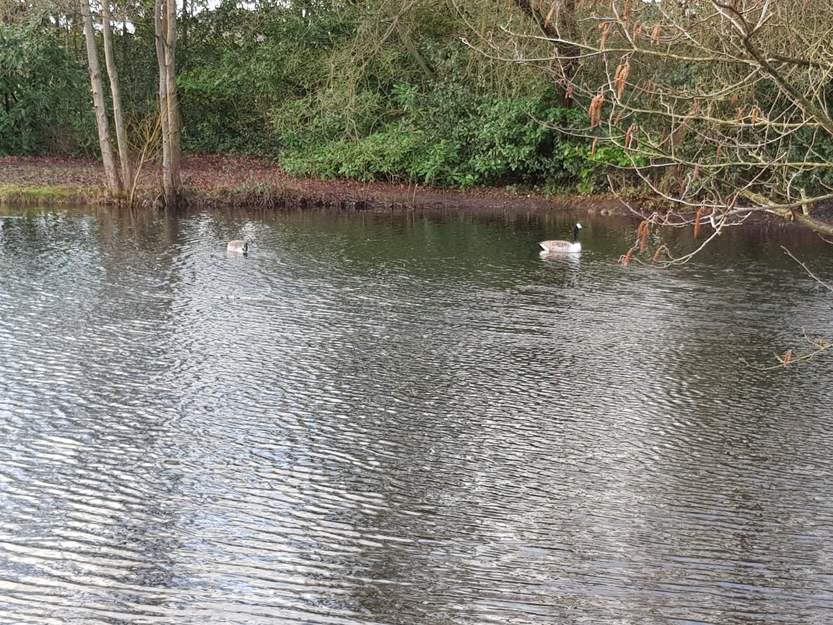 Charisma_Effect's tweet photo. @Dawlishchief @Kirstin16o3 @rncfeb @semtexsue @1StevieKilner @ChubbyFlanwert @Debjacobs2508 Morning all, hope everyone enjoys their #PiratesVirtualWalk Saw a couple of Canada geese at the pond this morning, think the moorhens were still asleep https://t.co/b9Sam2ugqB