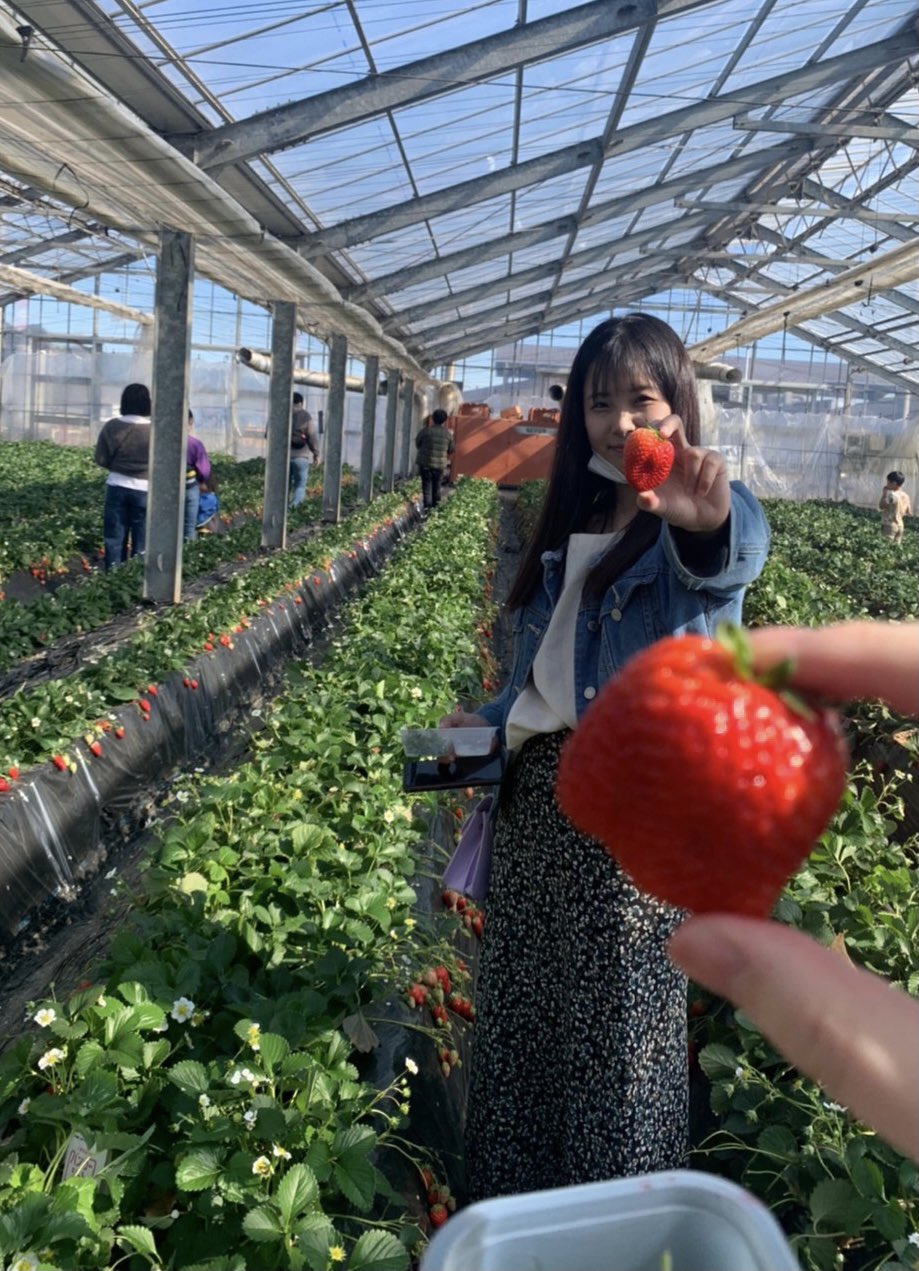 島田いちご園 Twitter Search Twitter