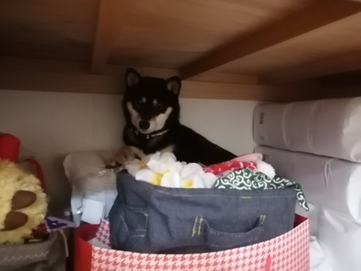 豆柴3色姉妹 姫 鈴 琴 なぜかたまに押入れに入りたがる鈴ちゃん だから ドラえもんみたいに押入れに寝床作ってあげまきた 豆柴 黒柴 押入れ 寝床 ドラえもん