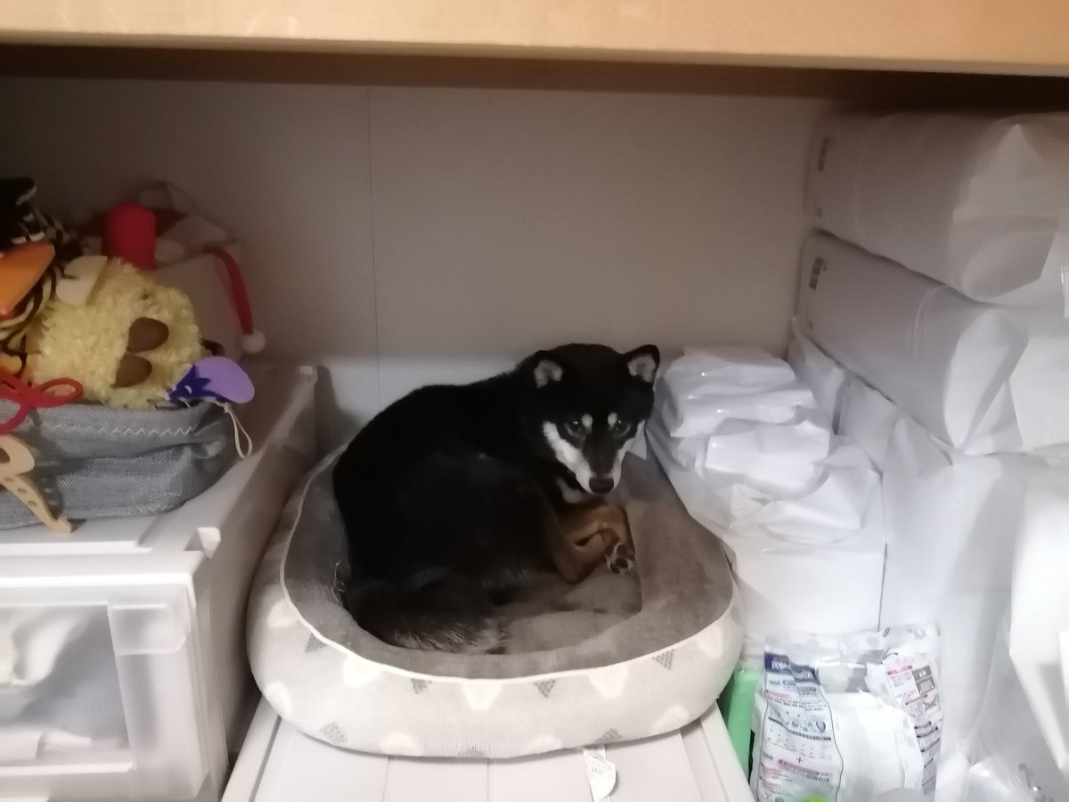 豆柴3色姉妹 姫 鈴 琴 なぜかたまに押入れに入りたがる鈴ちゃん だから ドラえもんみたいに押入れに寝床作ってあげまきた 豆柴 黒柴 押入れ 寝床 ドラえもん