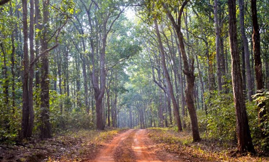 itzchampak's tweet photo. Did you know the meaning of #Similipal?
Simili means Simul, Pahad means hill, thus being mountain of Simul trees, which gives it's name to Similipahad, gradually it became Similipahal then Similipal.
Hope the rich abundance of Simili trees are now safe after #SimilipalFire!🙏 https://t.co/AHloXYh0X0