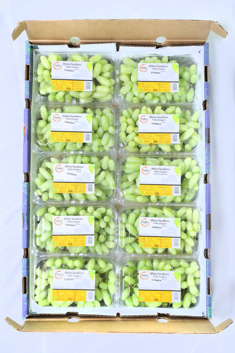 magnus_farm's tweet photo. Freshly Picked and packed our own farm Fresh Table Grapes are hitting the European Market #magnusfarm #indiangrapes #indianexporter #Sustainable #globalgap #BRCfood #freshtablegrapes @Lucky_Savalkar @sardagk79 https://t.co/cJQ9CjQ6kg